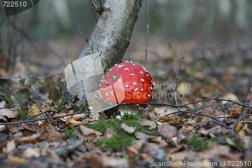 Image of funghi