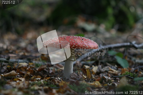 Image of toadstool