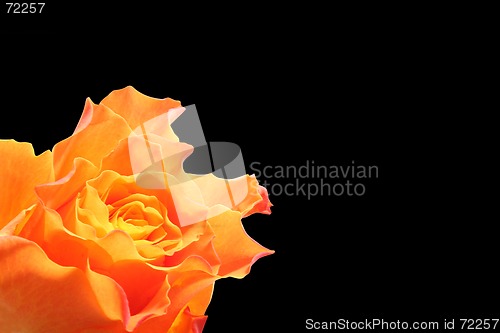 Image of Yellow rose