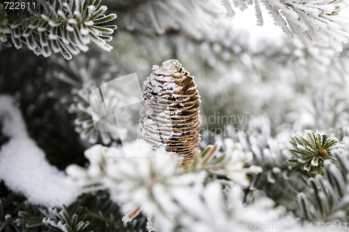 Image of Big Pine Cone on the tree covered with snow
