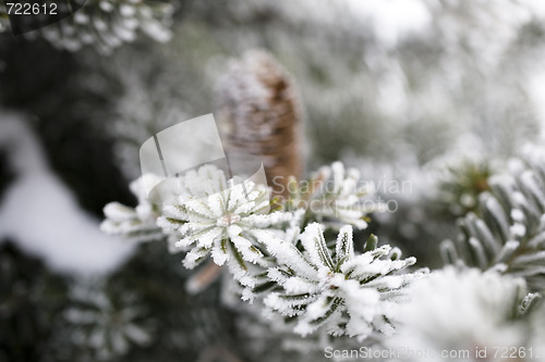 Image of Big Pine Cone on the tree covered with snow