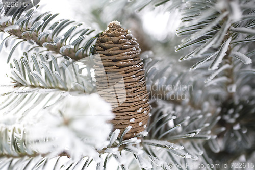 Image of Big Pine Cone on the tree covered with snow