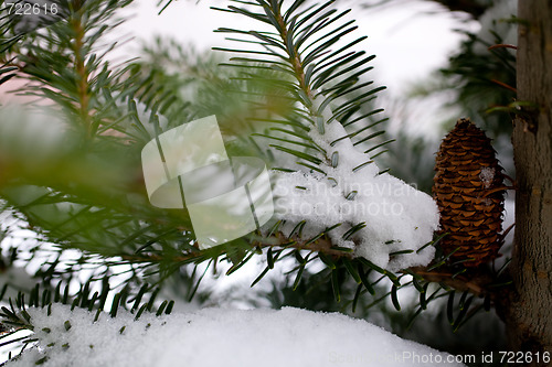 Image of Big Pine Cone on the tree covered with snow