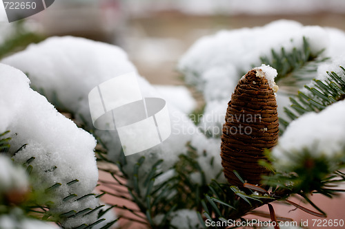 Image of Big Pine Cone on the tree covered with snow