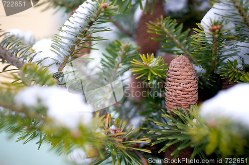 Image of Big Pine Cone on the tree covered with snow