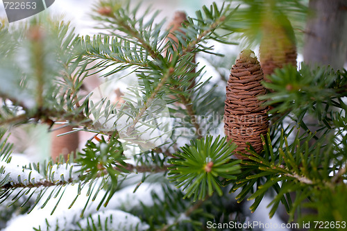 Image of Big Pine Cone on the tree covered with snow