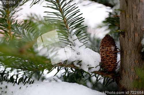 Image of Big Pine Cone on the tree covered with snow