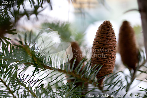 Image of Big Pine Cone on the tree covered with snow