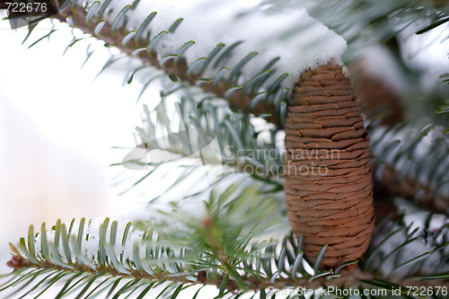 Image of Big Pine Cone on the tree covered with snow