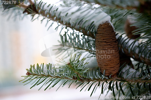 Image of Big Pine Cone on the tree covered with snow