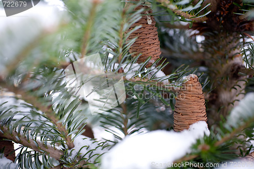 Image of Big Pine Cone on the tree covered with snow