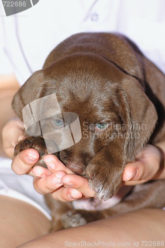 Image of Puppy on female hands