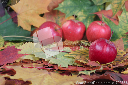 Image of Four red apples on autumn leaves