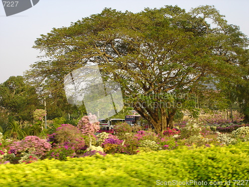 Image of Tropical Garden in Pattaya, Thailand