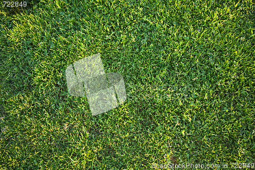 Image of Beautiful Green Grass Background Texture 