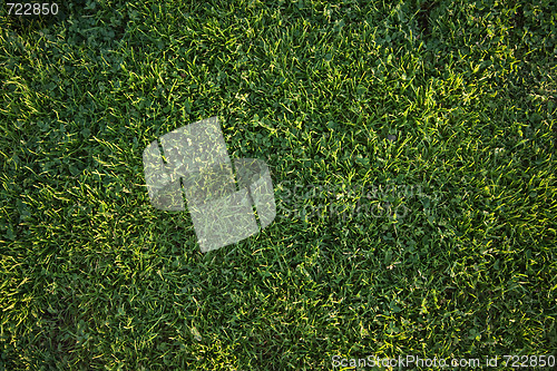 Image of Beautiful Green Grass Background Texture 