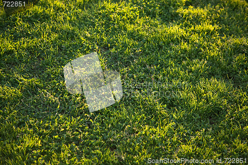 Image of Beautiful Green Grass Background Texture 
