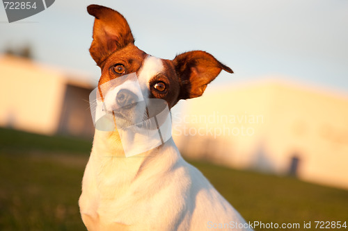 Image of Jack Russell Terrier in the Park