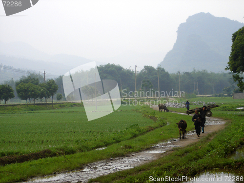 Image of Chinese Farmers