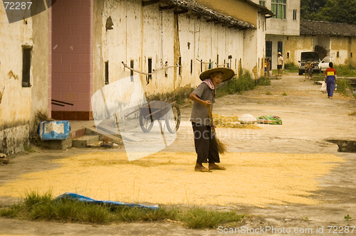 Image of Rice Farmer