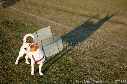 Image of Jack Russell Terrier in the Park