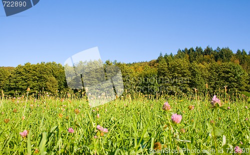 Image of Idyllic meadow with tree