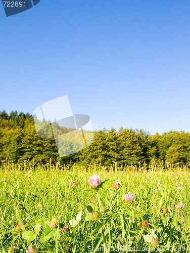 Image of Idyllic meadow with tree