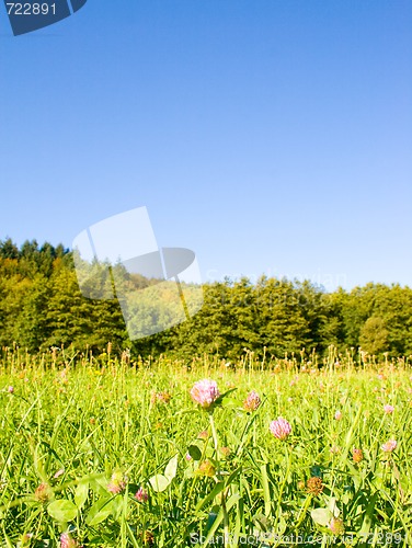 Image of Idyllic meadow with tree