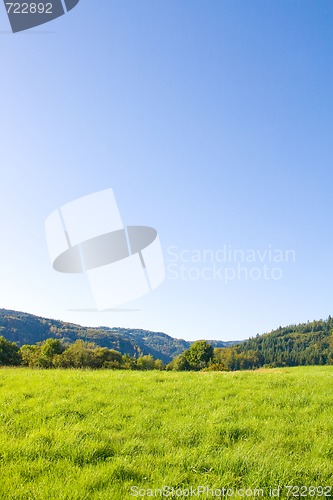 Image of Idyllic meadow with tree