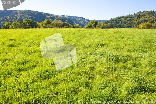 Image of Idyllic meadow with tree