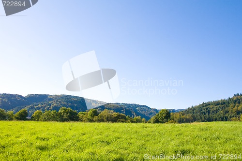 Image of Idyllic meadow with tree