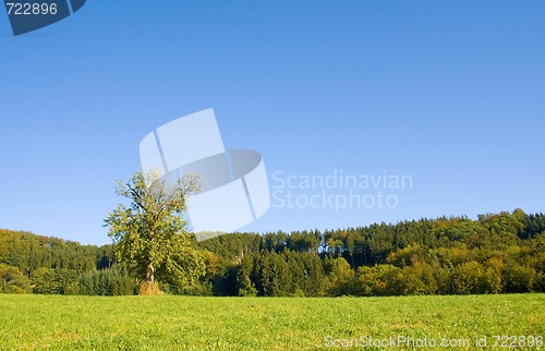 Image of Idyllic meadow with tree