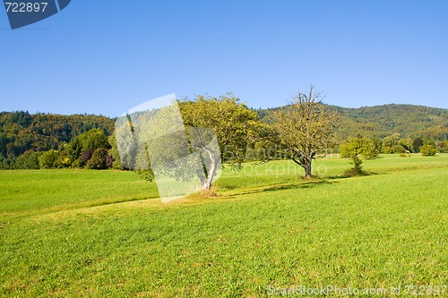 Image of Idyllic meadow with tree