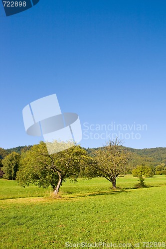 Image of Idyllic meadow with tree