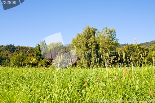Image of Idyllic meadow with tree