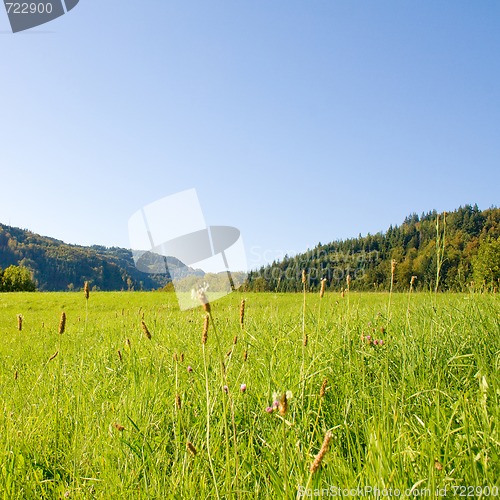 Image of Idyllic meadow with tree