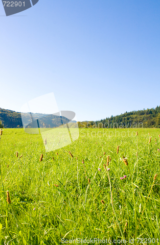 Image of Idyllic meadow with tree