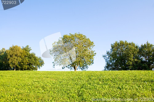 Image of Idyllic meadow with tree