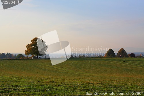 Image of Idyllic meadow with tree