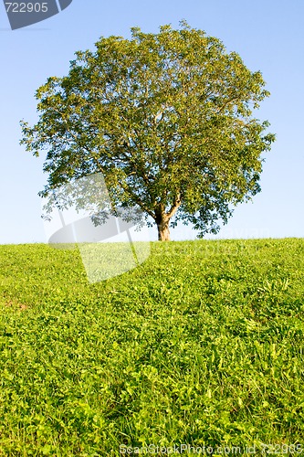 Image of Idyllic meadow with tree