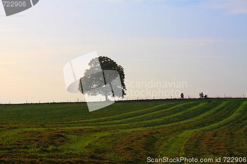 Image of Idyllic meadow with tree