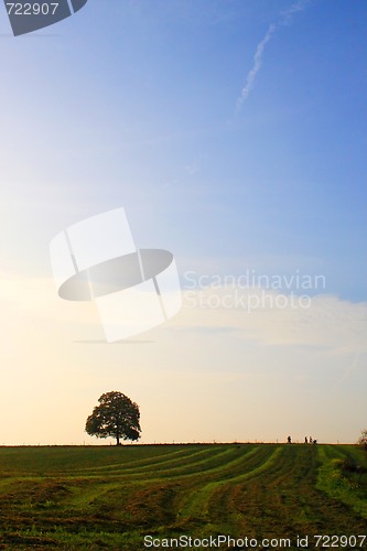 Image of Idyllic meadow with tree