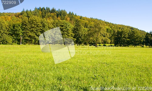 Image of Idyllic meadow with tree