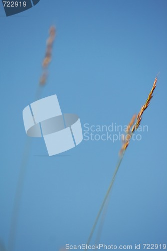 Image of Lawn