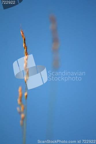 Image of Lawn