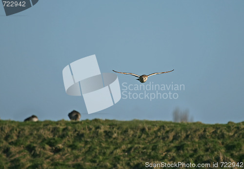 Image of Barn Owl hunting