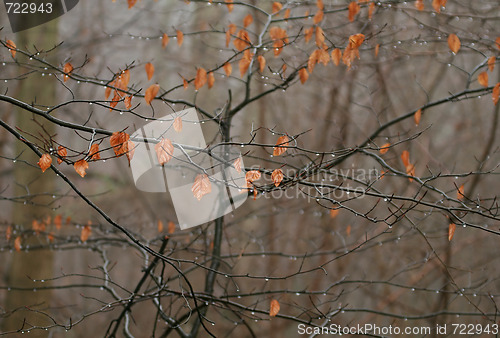 Image of Beech Leaves dripping