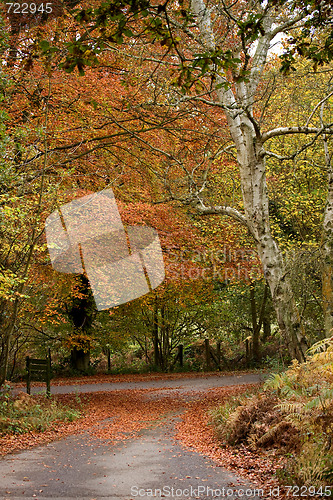 Image of Beech Tee and Lane in Autumn Fall