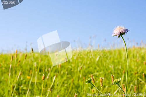 Image of Lawn