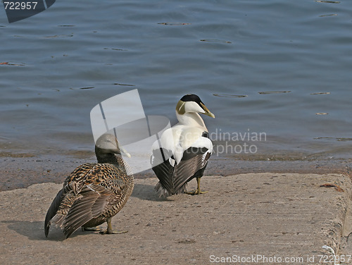 Image of Common Eider duck pair